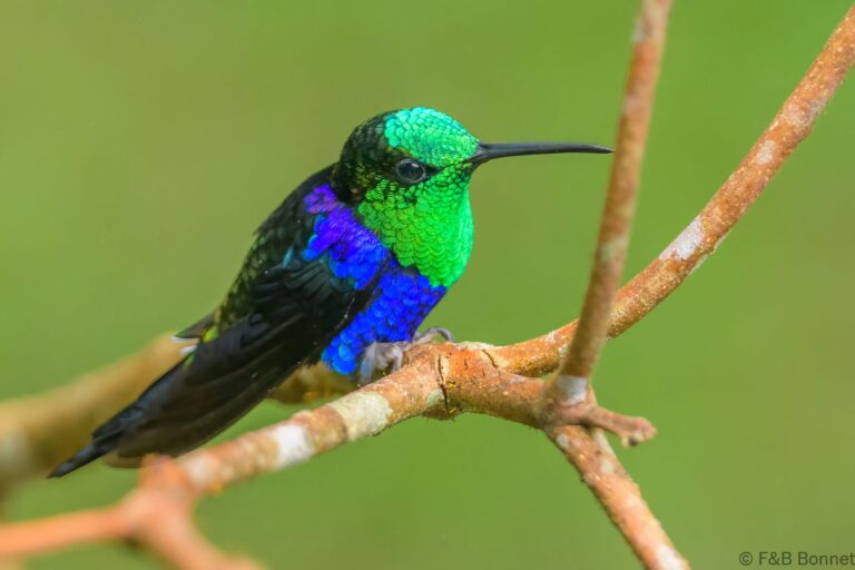 Crowned woodnymph ecuador 3