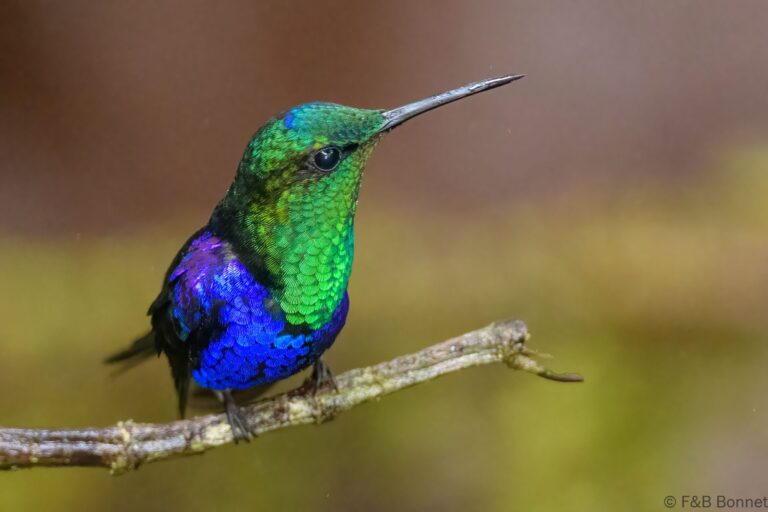 Crowned woodnymph ecuador 4