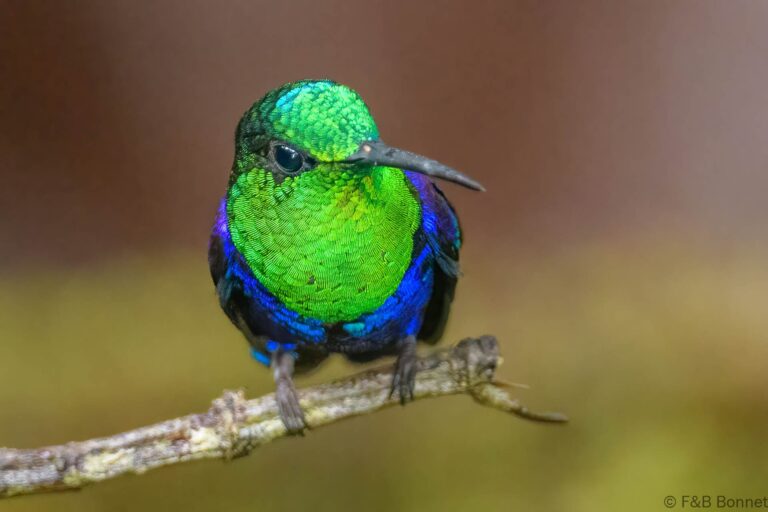 Crowned woodnymph ecuador 5
