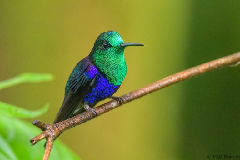 Crowned woodnymph ecuador 6