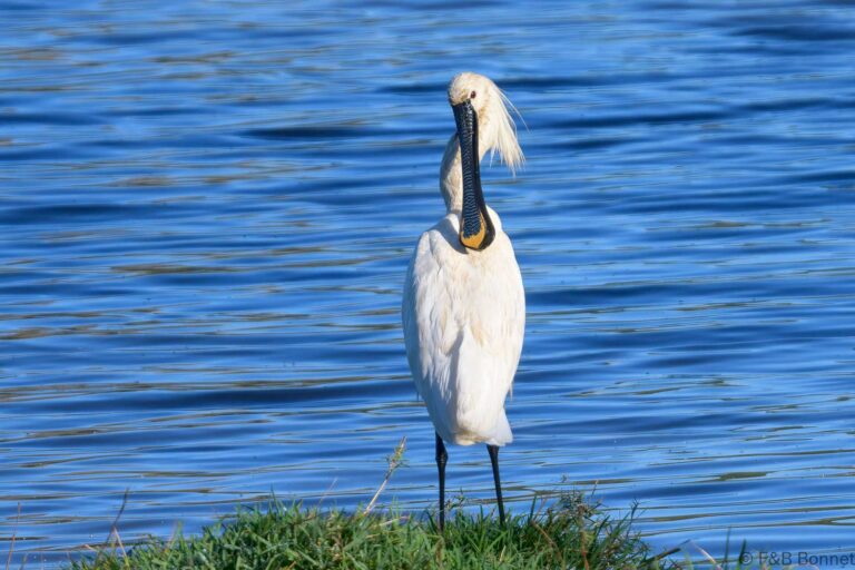 Eurasian spoonbill spain 1
