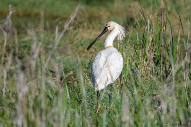 Eurasian spoonbill spain 2