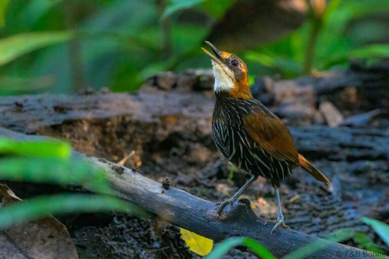 Falcated wren babbler philippines 2