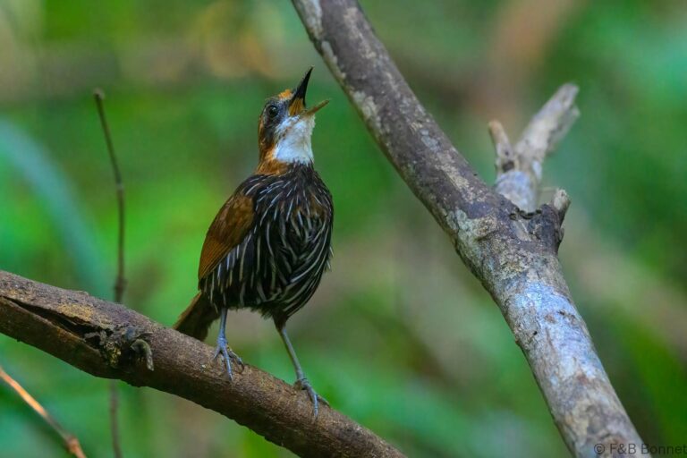 Falcated wren babbler philippines 3
