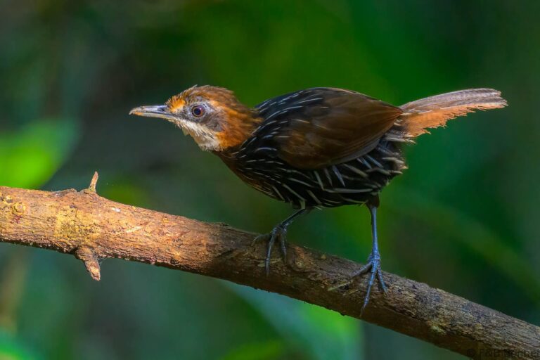 Falcated wren babbler philippines 4