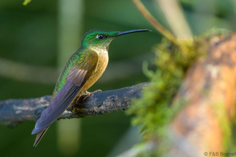 Fawn breasted brilliant ecuador 1