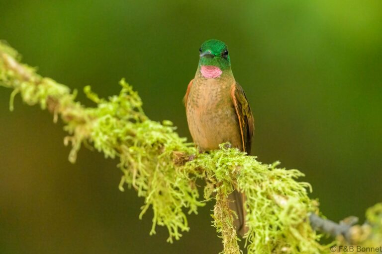 Fawn breasted brilliant ecuador 2