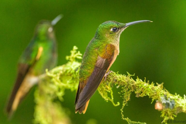 Fawn breasted brilliant ecuador 3