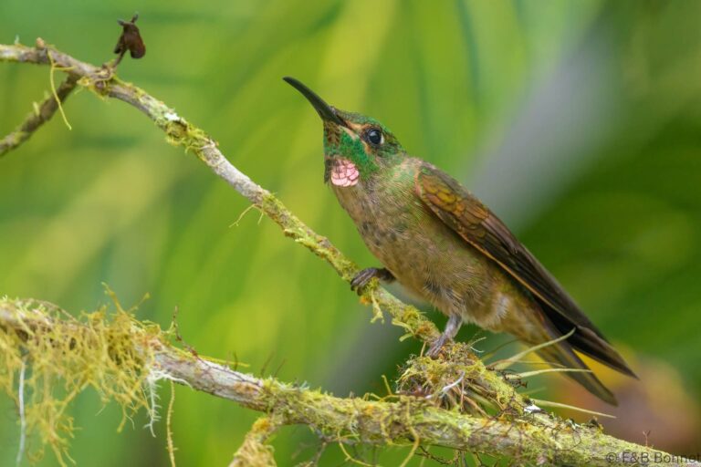 Fawn breasted brilliant ecuador 5