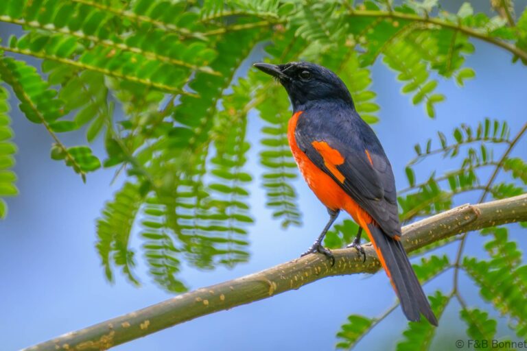Fiery minivet philippines 1