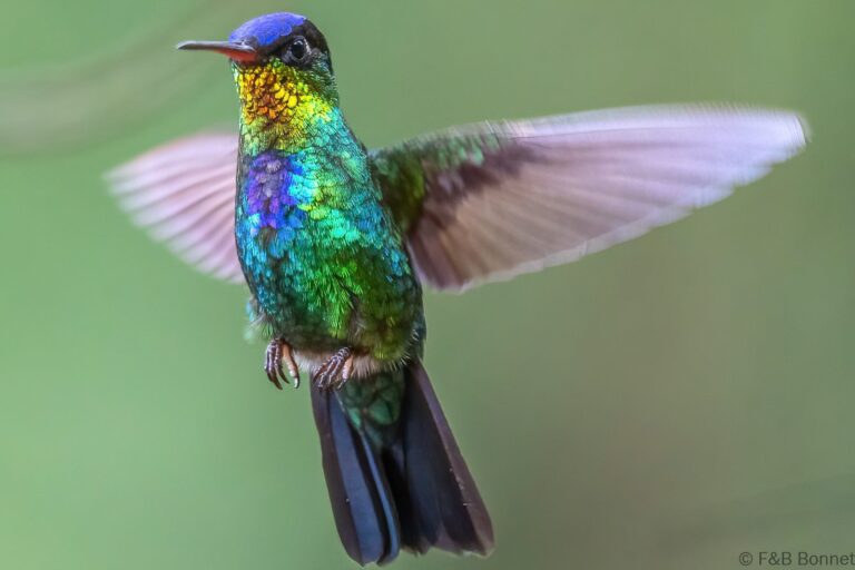 Fiery throated hummingbird costa rica 1