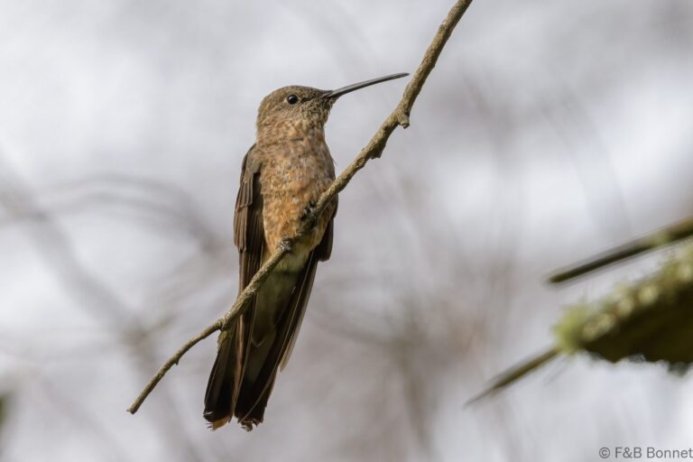 Giant hummingbird ecuador 1