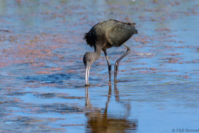 Glossy ibis south africa 1