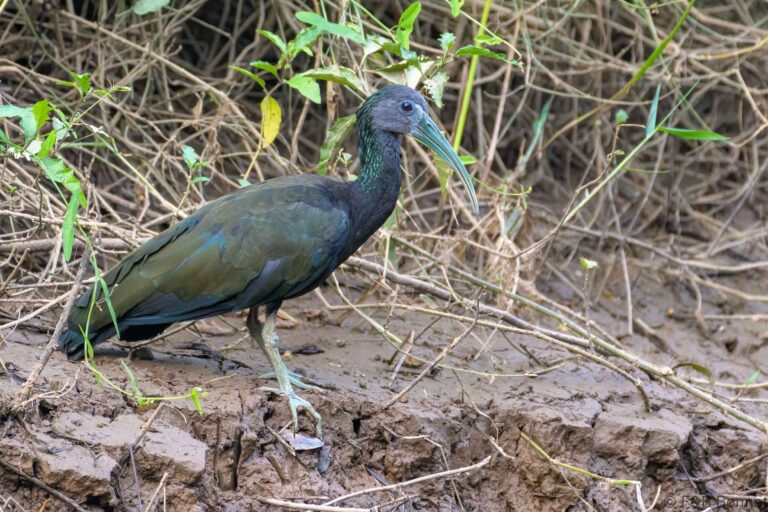 Green ibis costa rica 2