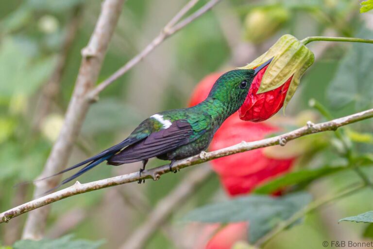 Green thorntail costa rica 1