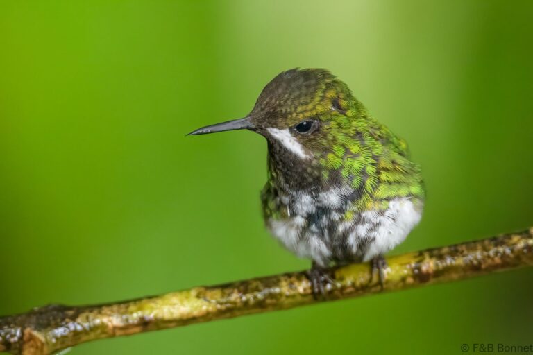 Green thorntail ecuador 1