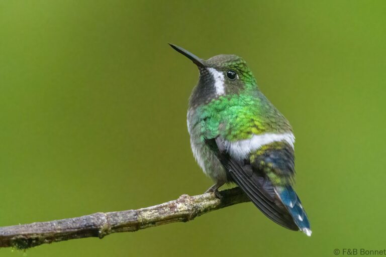 Green thorntail ecuador 2