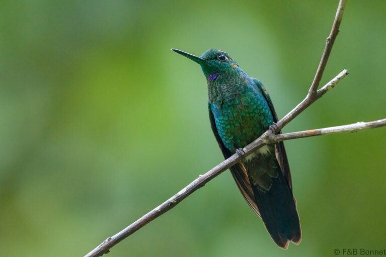 Green crowned brilliant costa rica 1