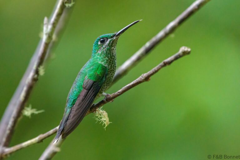 Green crowned brilliant costa rica 2