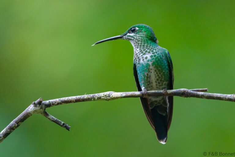 Green crowned brilliant costa rica 3