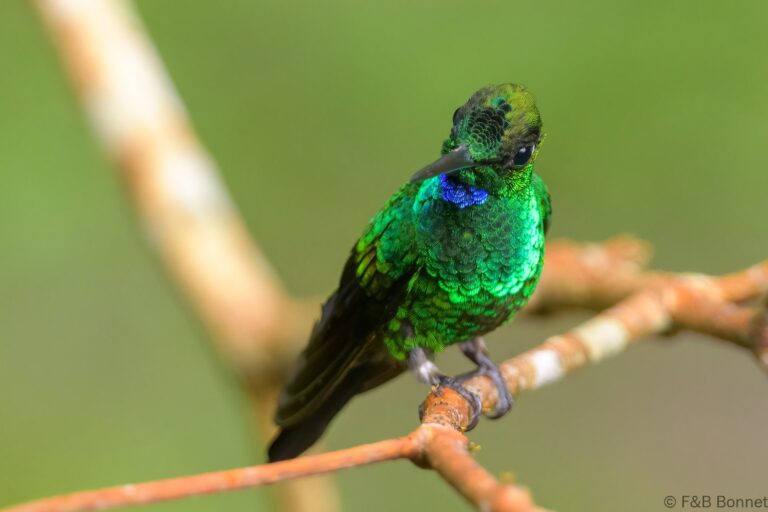 Green crowned brilliant ecuador 2