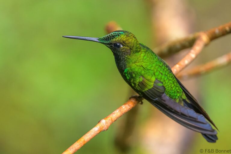 Green crowned brilliant ecuador 3
