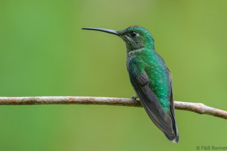 Green crowned brilliant ecuador 4