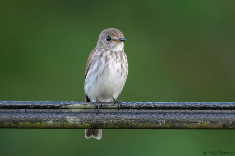 Grey streaked flycatcher philippines 1