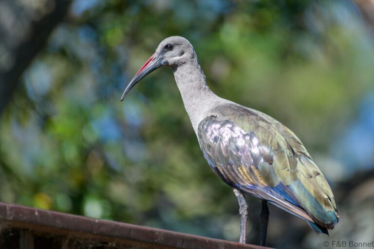 Hadeda ibis south africa 1