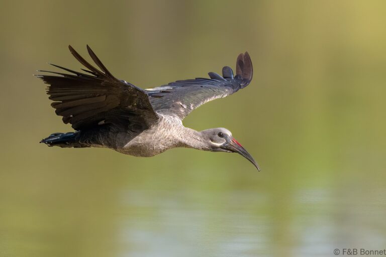 Hadeda ibis south africa 2