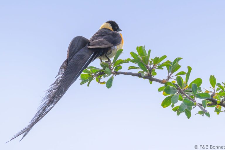 Long tailed paradise whydah south africa 1