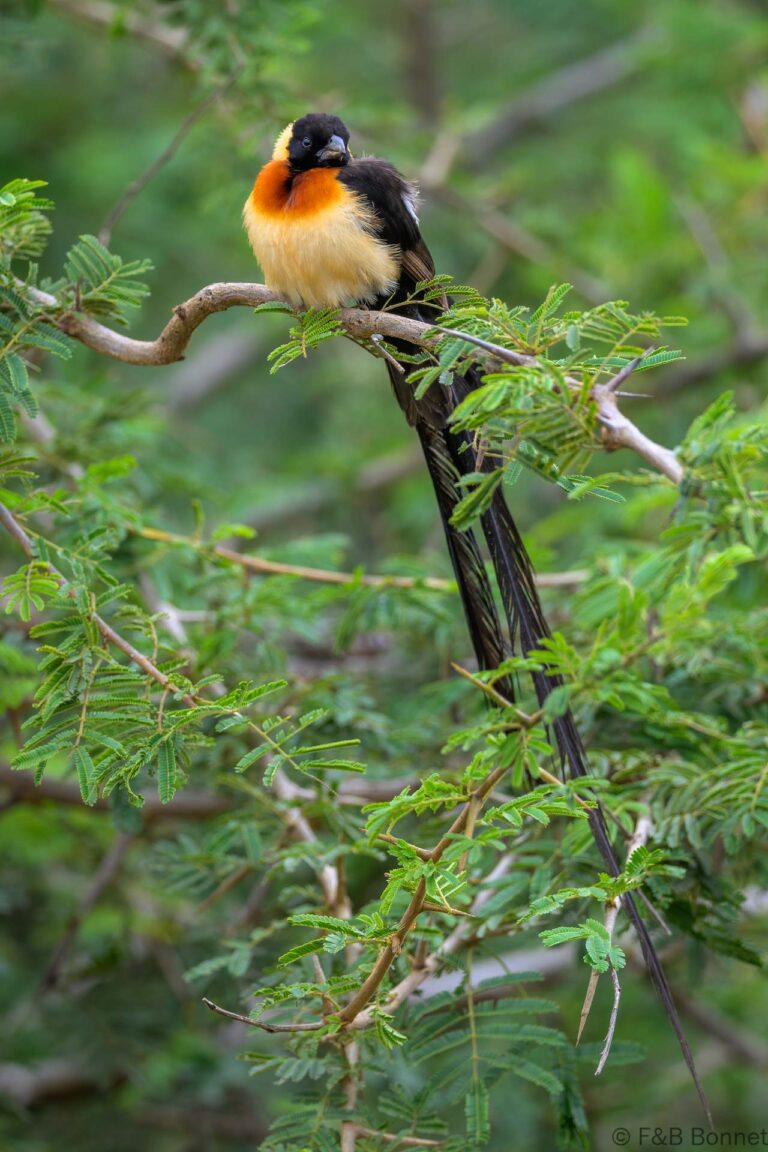 Long tailed paradise whydah south africa 3