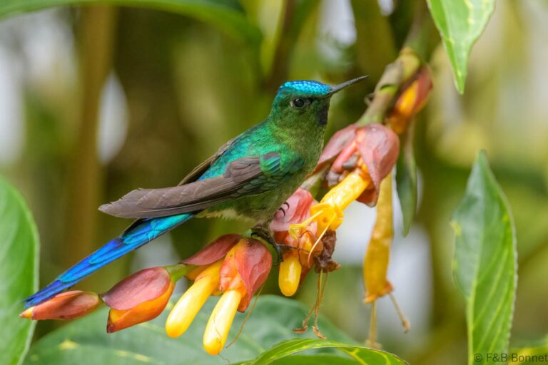 Long tailed sylph ecuador 2