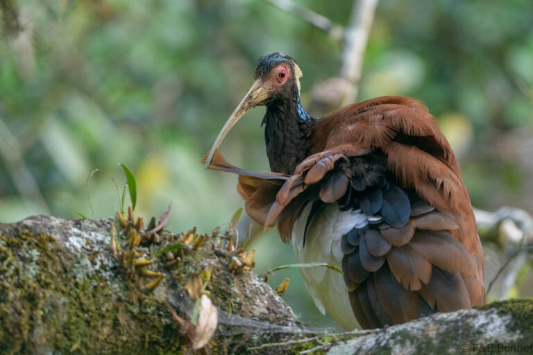 Madagascar ibis madagascar 1