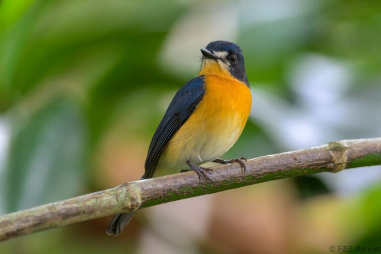 Mangrove blue flycatcher philippines 1