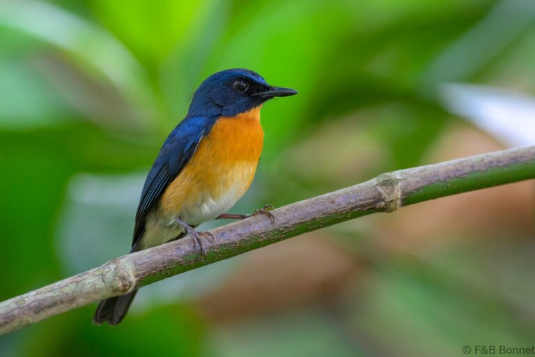 Mangrove blue flycatcher philippines 2