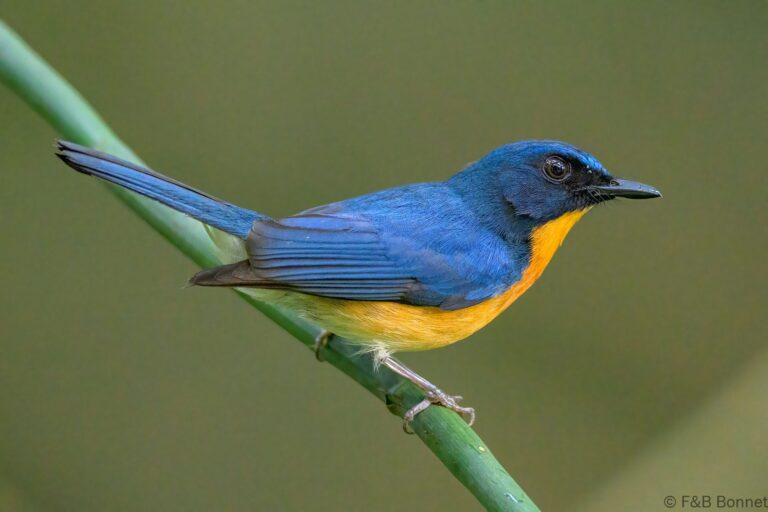 Mangrove blue flycatcher philippines 4