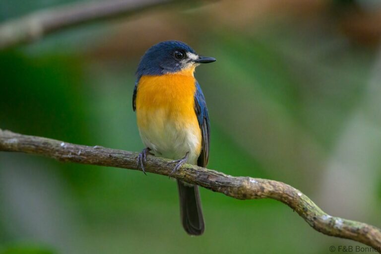 Mangrove blue flycatcher philippines 5