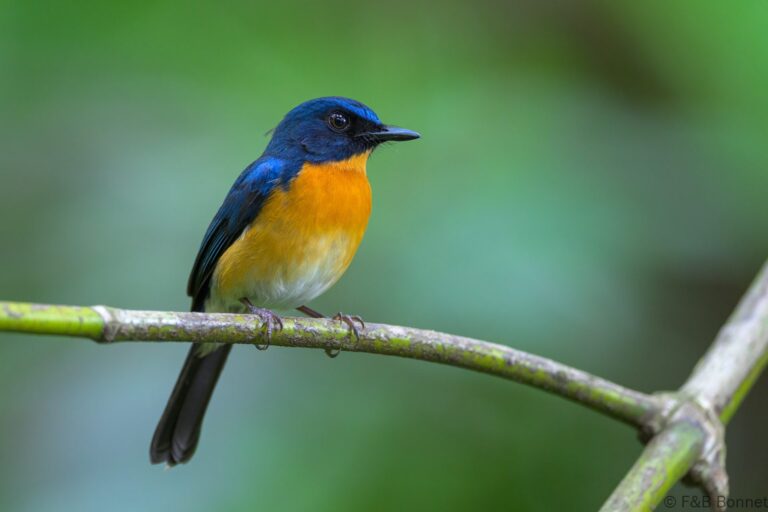 Mangrove blue flycatcher philippines 6