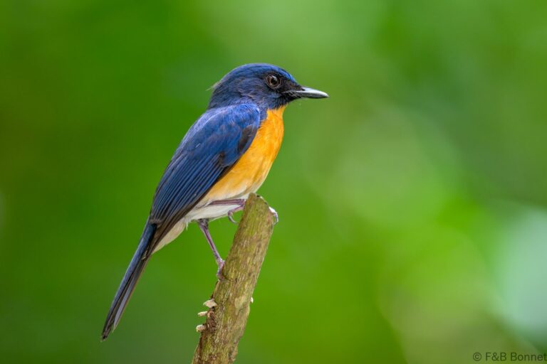 Mangrove blue flycatcher philippines 7