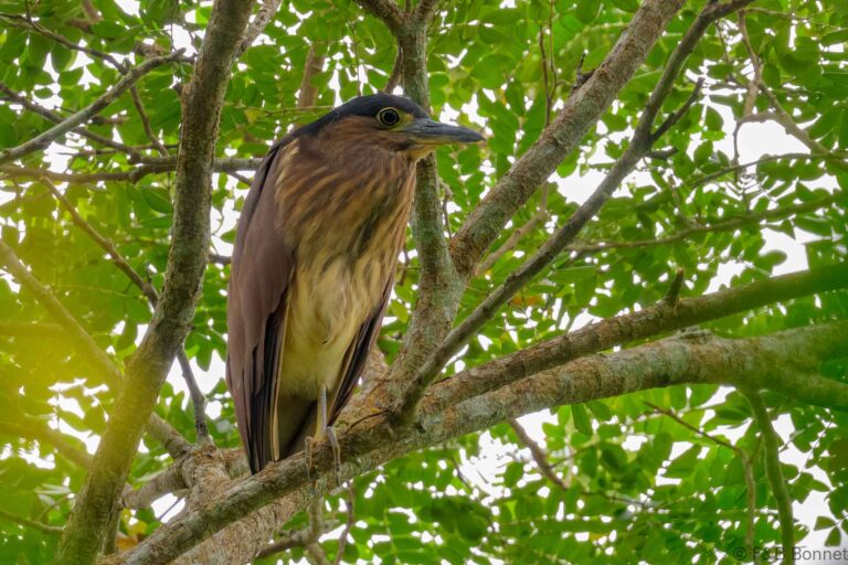 Nankeen night heron philippines 1