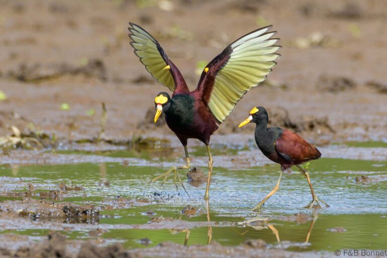 Northern jacana costa rica 2