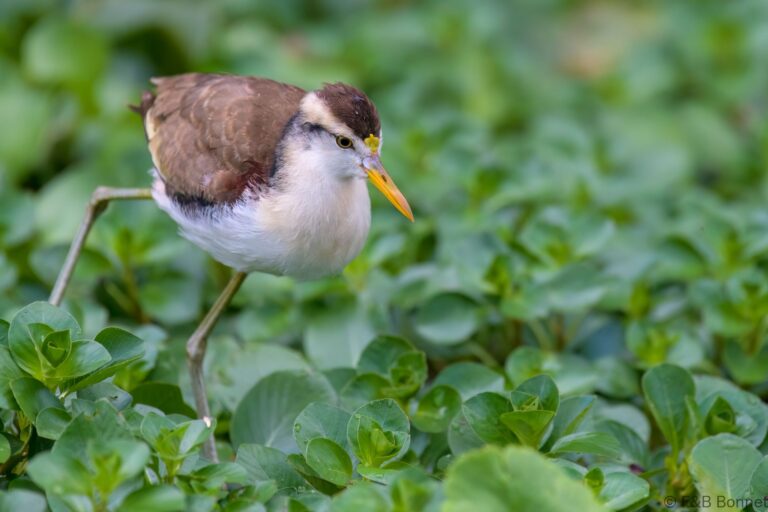 Northern jacana costa rica 3