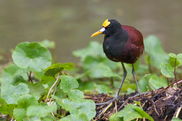 Northern jacana costa rica 4