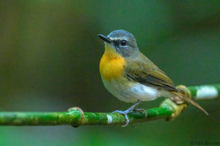 Palawan blue flycatcher philippines 1