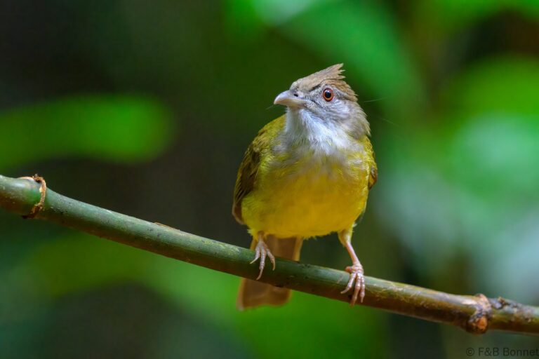 Palawan bulbul philippines 1