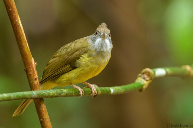 Palawan bulbul philippines 2
