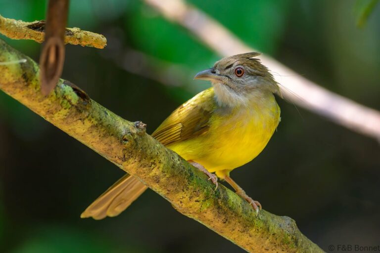 Palawan bulbul philippines 3
