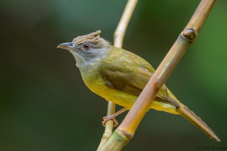 Palawan bulbul philippines 4