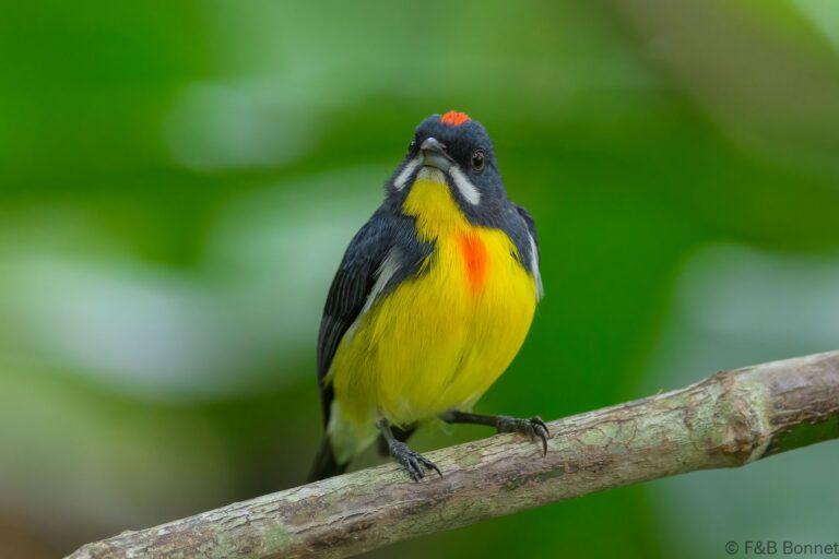 Palawan flowerpecker philippines 1